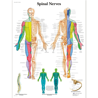 Chart Spinal Nerves Laminated