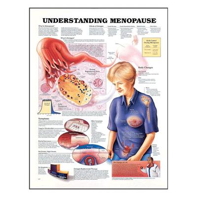 Chart - Understanding Menopause