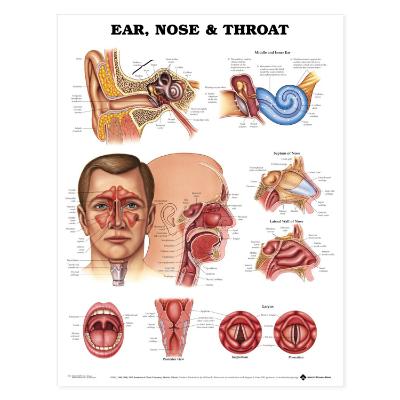 Ear, Nose and Throat Poster